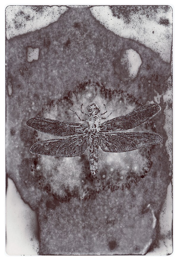 59d.jpg