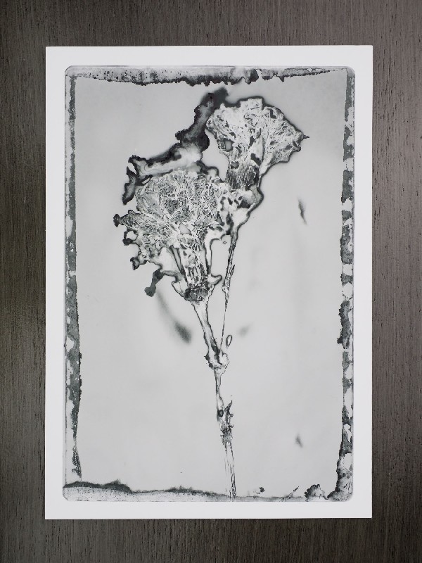 thermal-postcard39.JPG