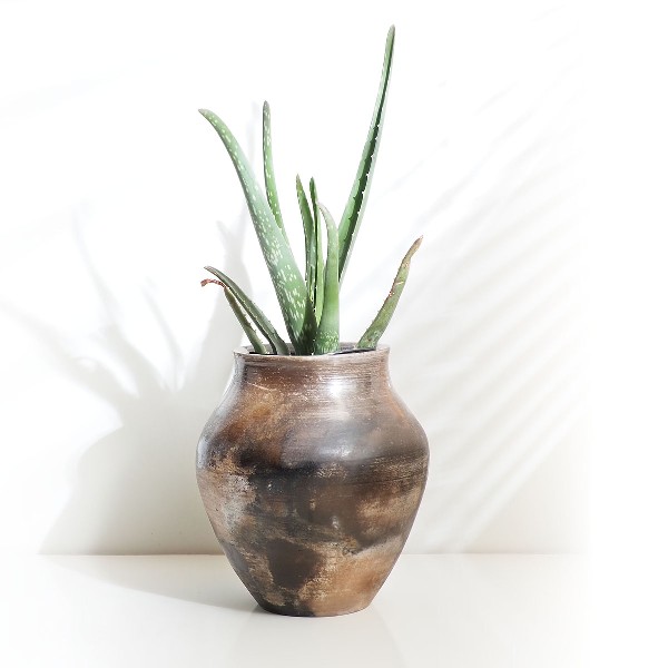 cactus.jpg
