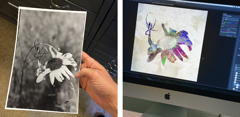 The original spider flower photo on the left, remixed on the right
