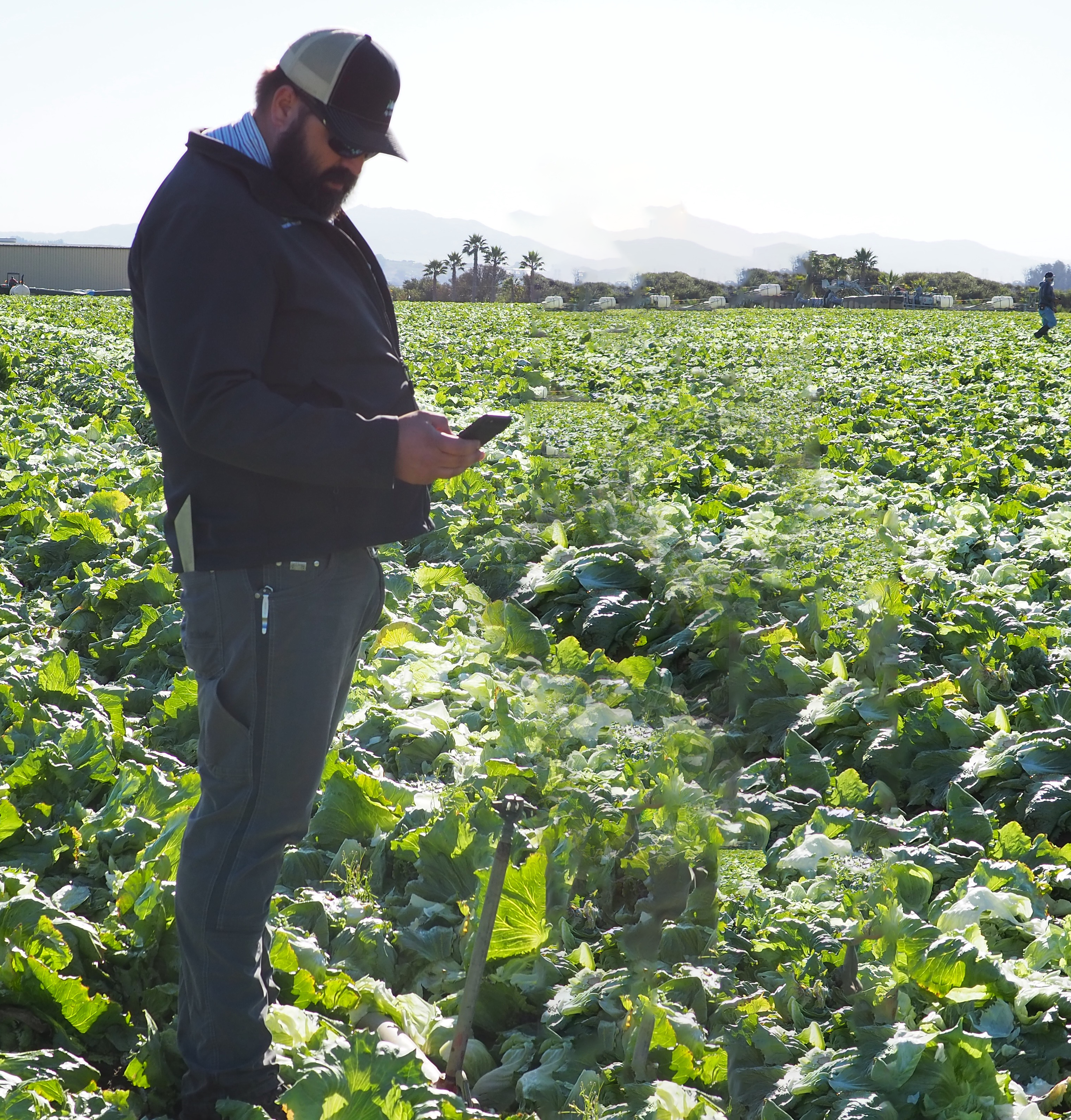 A crop consultant standing in a field of lettuce, checking his phone.