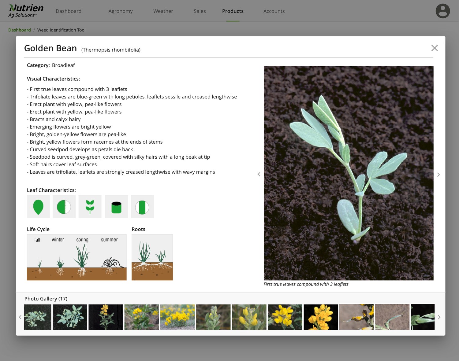 A detailed weed page for “Golden Bean” inside the Nutrien dashboard: category, a long list of visual characteristics, leaf-characteristic icons, a fall/winter/spring/summer life-cycle diagram, a root illustration, a large reference photo, and a gallery of 17 lifecycle images.